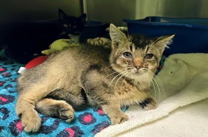 Abby, Adoptable, Kitten Female Domestic Short Hair & Domestic Short Hair.