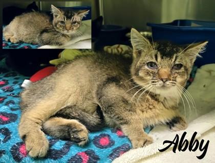 Enlarge Abby, a Adoptable Domestic Short Hair in Longview, TX image 2/2