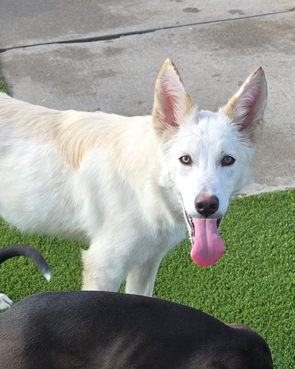 Jim, adopted, Young Male Husky.