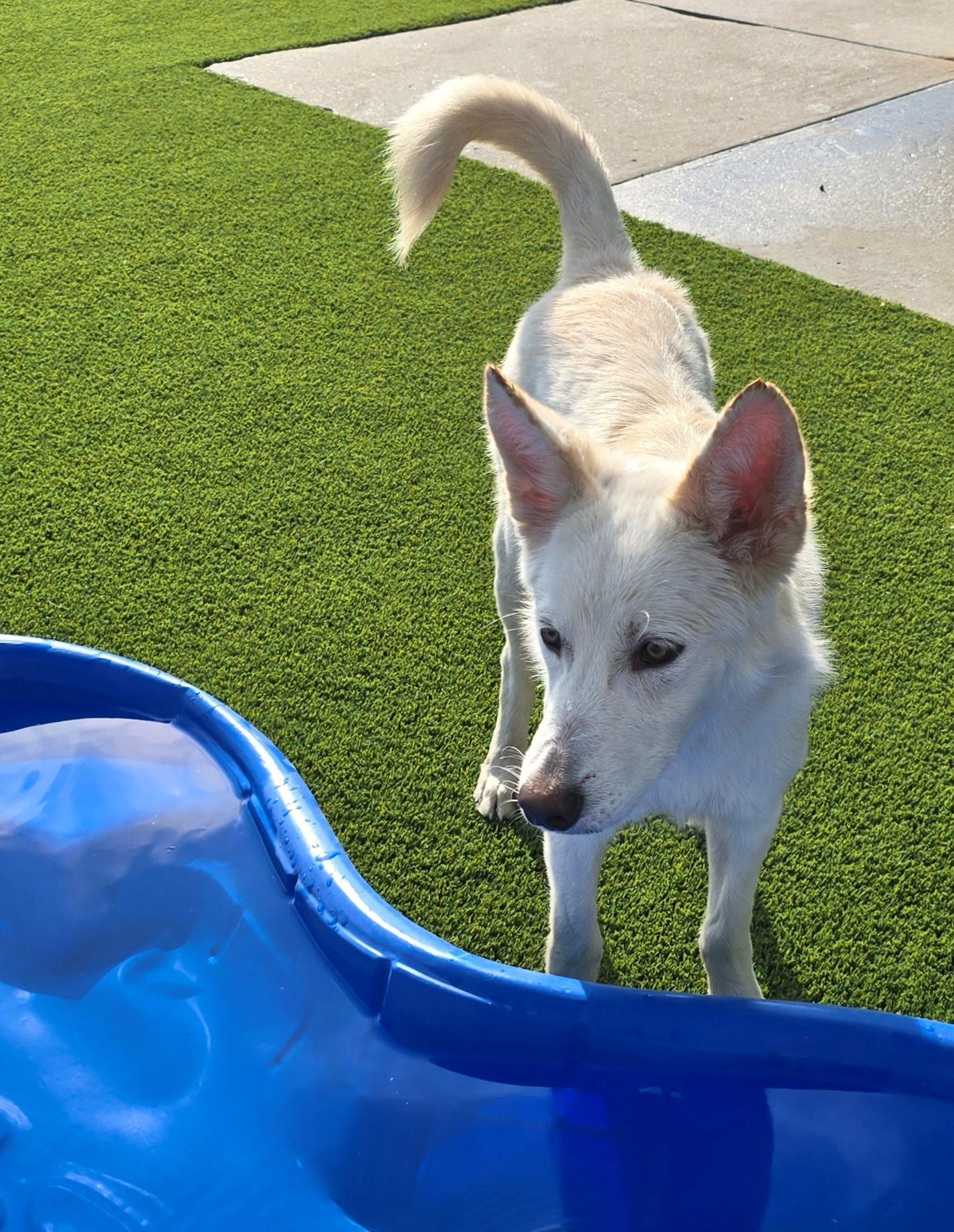 Jim, an adopted Husky in El Reno, OK image 2/5