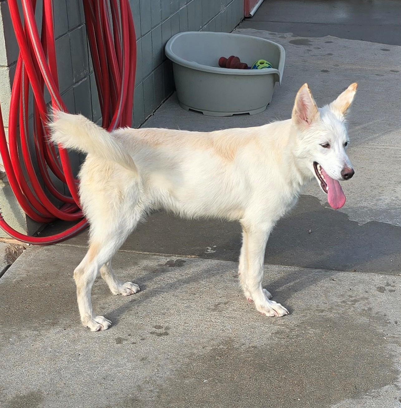 Jim, an adopted Husky in El Reno, OK image 3/5