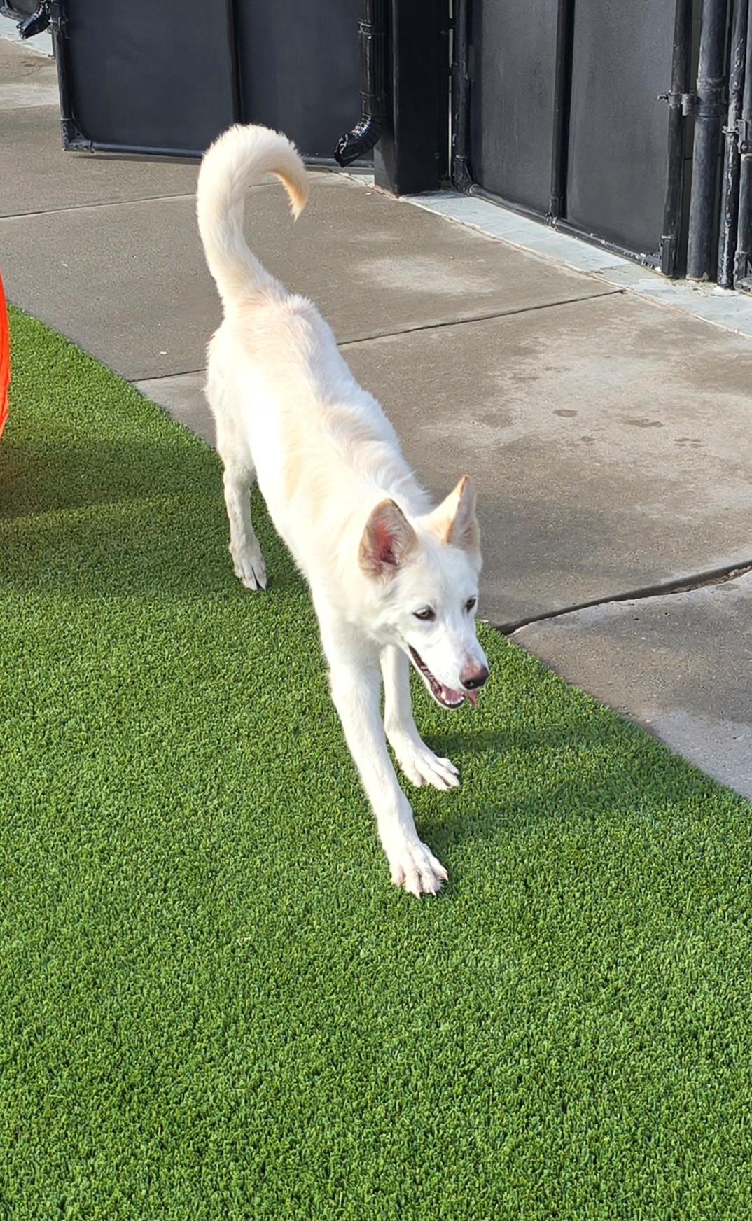 Jim, an adopted Husky in El Reno, OK image 4/5