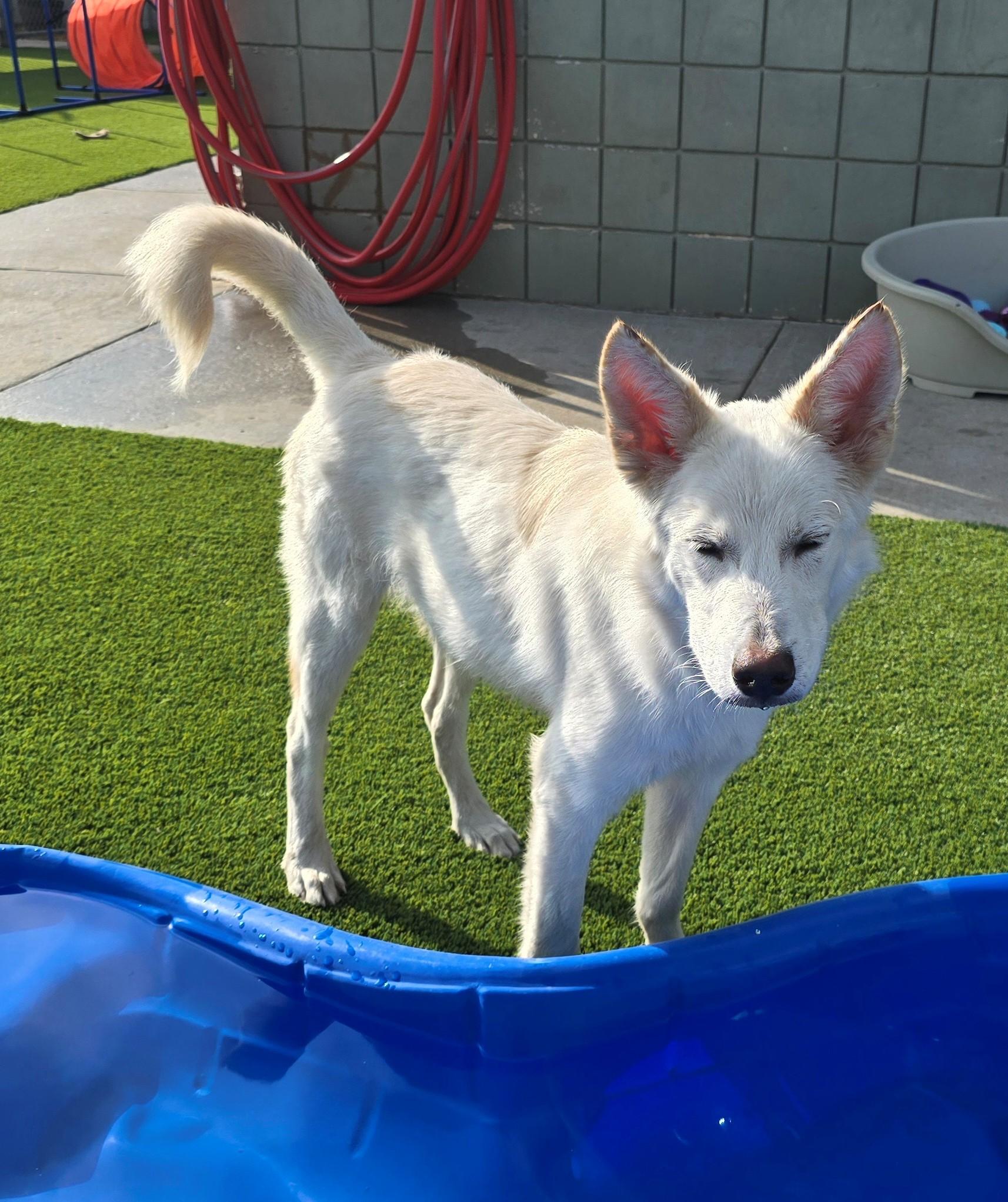 Jim, an adopted Husky in El Reno, OK image 5/5