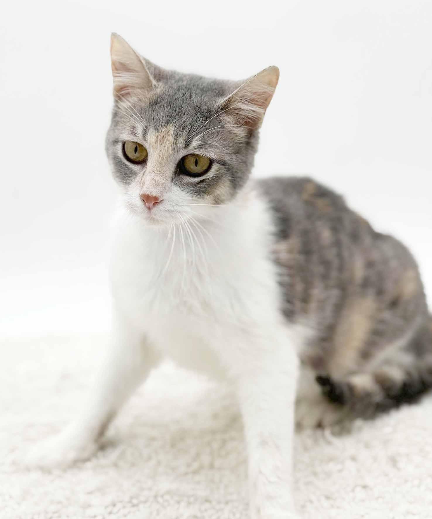 Enlarge Rug Rat is happiness in a rainbow package!  EPIC sweet therapy!  VIDEO!!, a Adoptable mixed breed in Bedford Hills, NY image 6/6