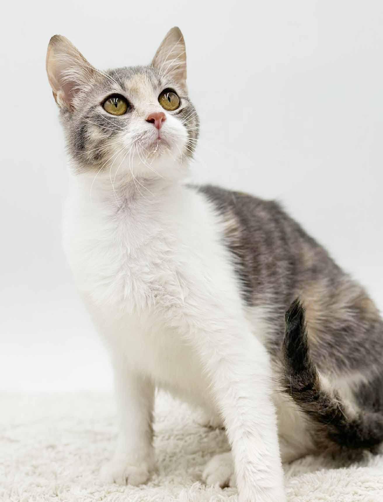 Enlarge Rug Rat is happiness in a rainbow package!  EPIC sweet therapy!  VIDEO!!, a Adoptable mixed breed in Bedford Hills, NY image 5/6