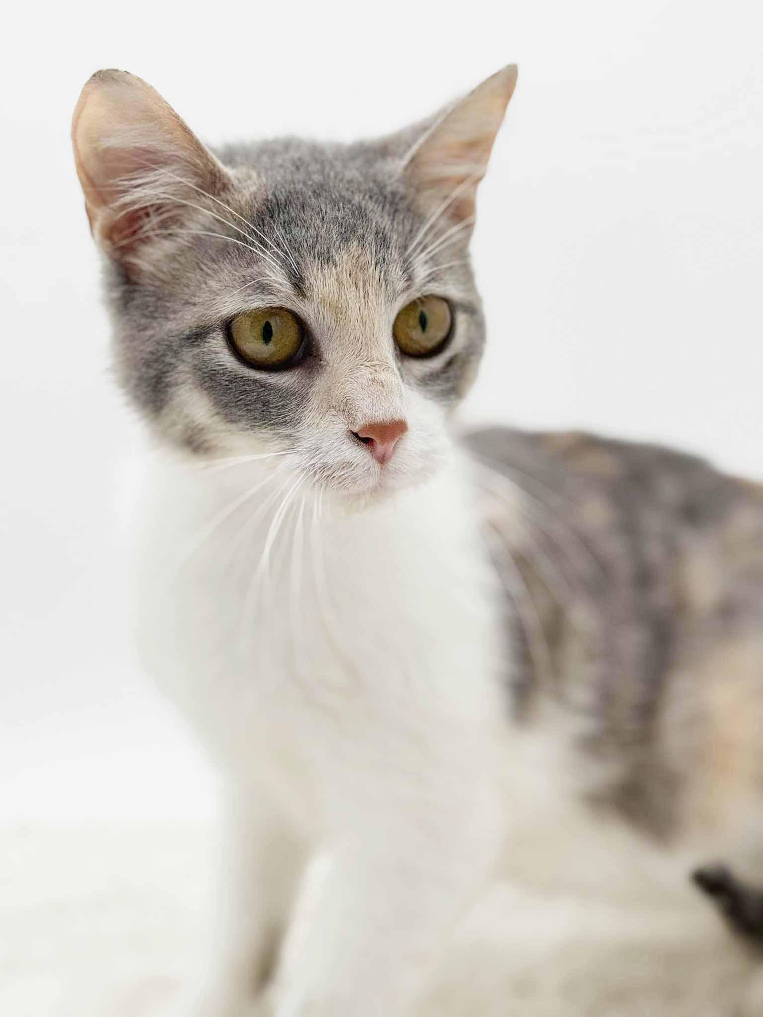 Enlarge Rug Rat is happiness in a rainbow package!  EPIC sweet therapy!  VIDEO!!, a Adoptable mixed breed in Bedford Hills, NY image 2/6