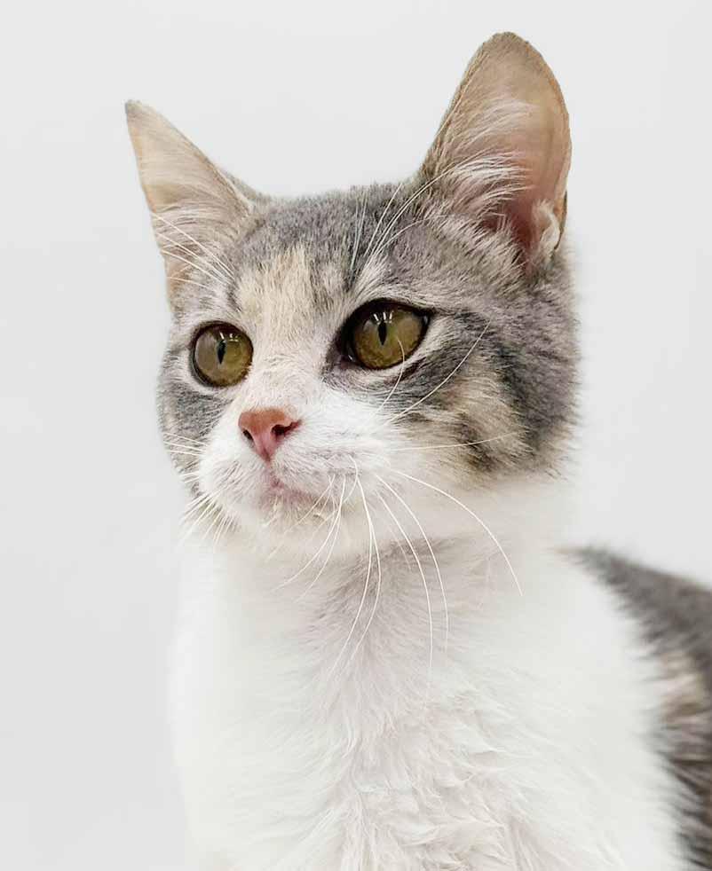 Enlarge Rug Rat is happiness in a rainbow package!  EPIC sweet therapy!  VIDEO!!, a Adoptable mixed breed in Bedford Hills, NY image 4/6