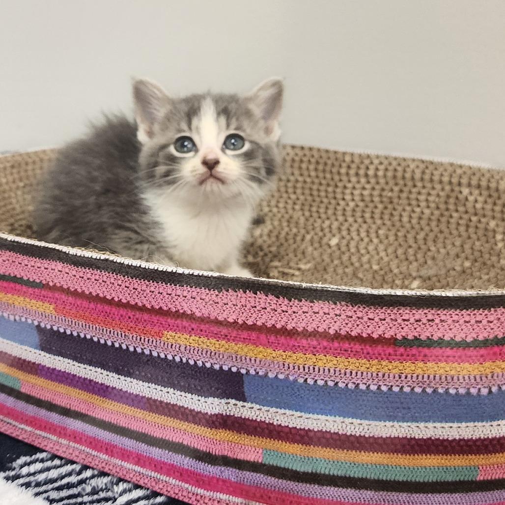Iris, a Adoptable Domestic Short Hair in Toledo, OH image 1/3