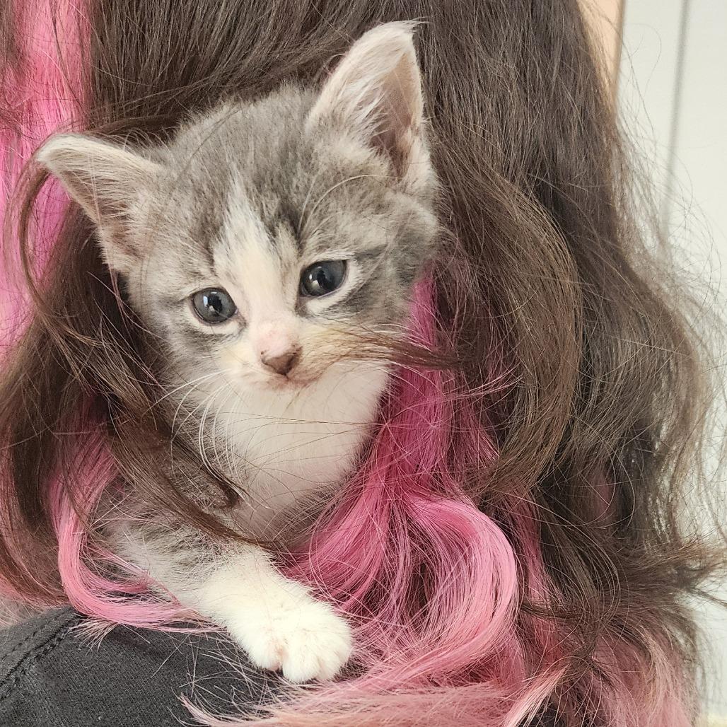Iris, a Adoptable Domestic Short Hair in Toledo, OH image 3/3