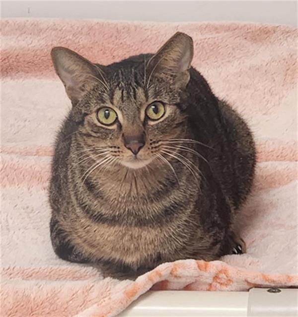 Enlarge ALABAMA, a Adoptable Domestic Short Hair in Fort Lauderdale, FL image 2/2