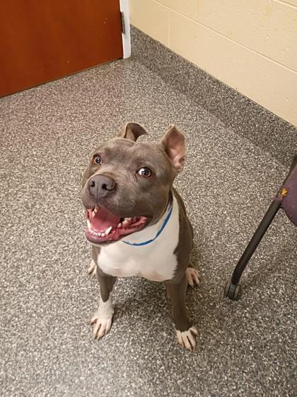 Mouse, Adoptable, Young Male Pit Bull Terrier & Mixed Breed.