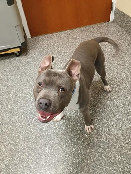 Mouse, a Adoptable mixed breed in Westland, MI image 2/3