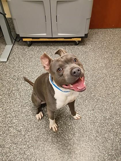 Mouse, a Adoptable mixed breed in Westland, MI image 3/3