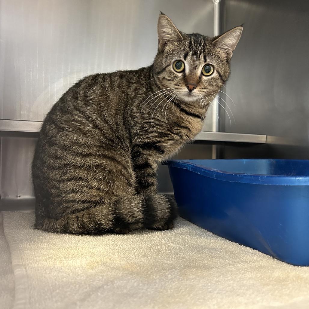 Betty, Adoptable, Adult Female Domestic Short Hair.