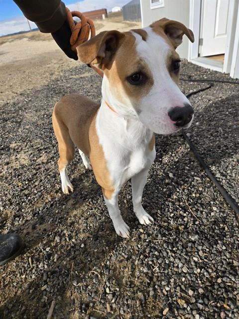 Enlarge COCO, a Adoptable Pit Bull Terrier in Casper, WY image 1/1