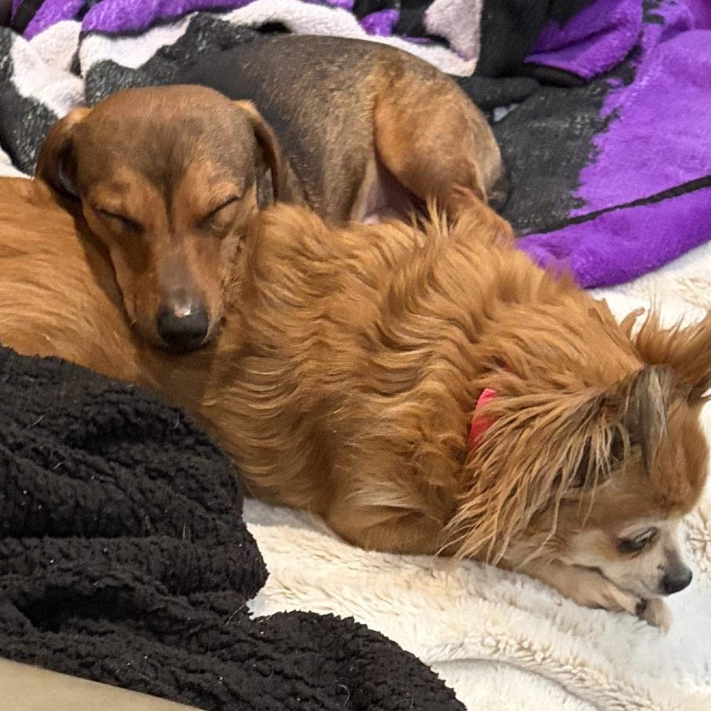 Enlarge Brooks, a Adoptable mixed breed in Overland Park, KS image 1/5