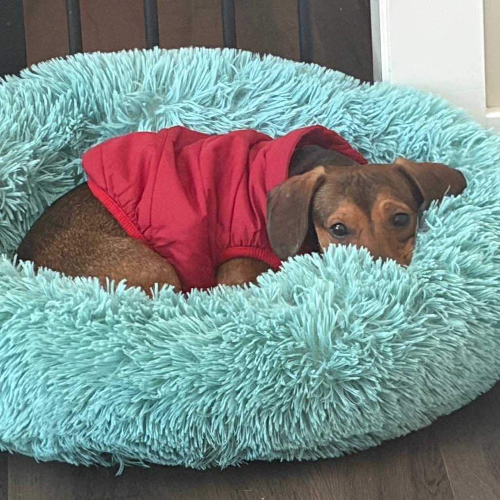 Enlarge Brooks, a Adoptable mixed breed in Overland Park, KS image 2/5