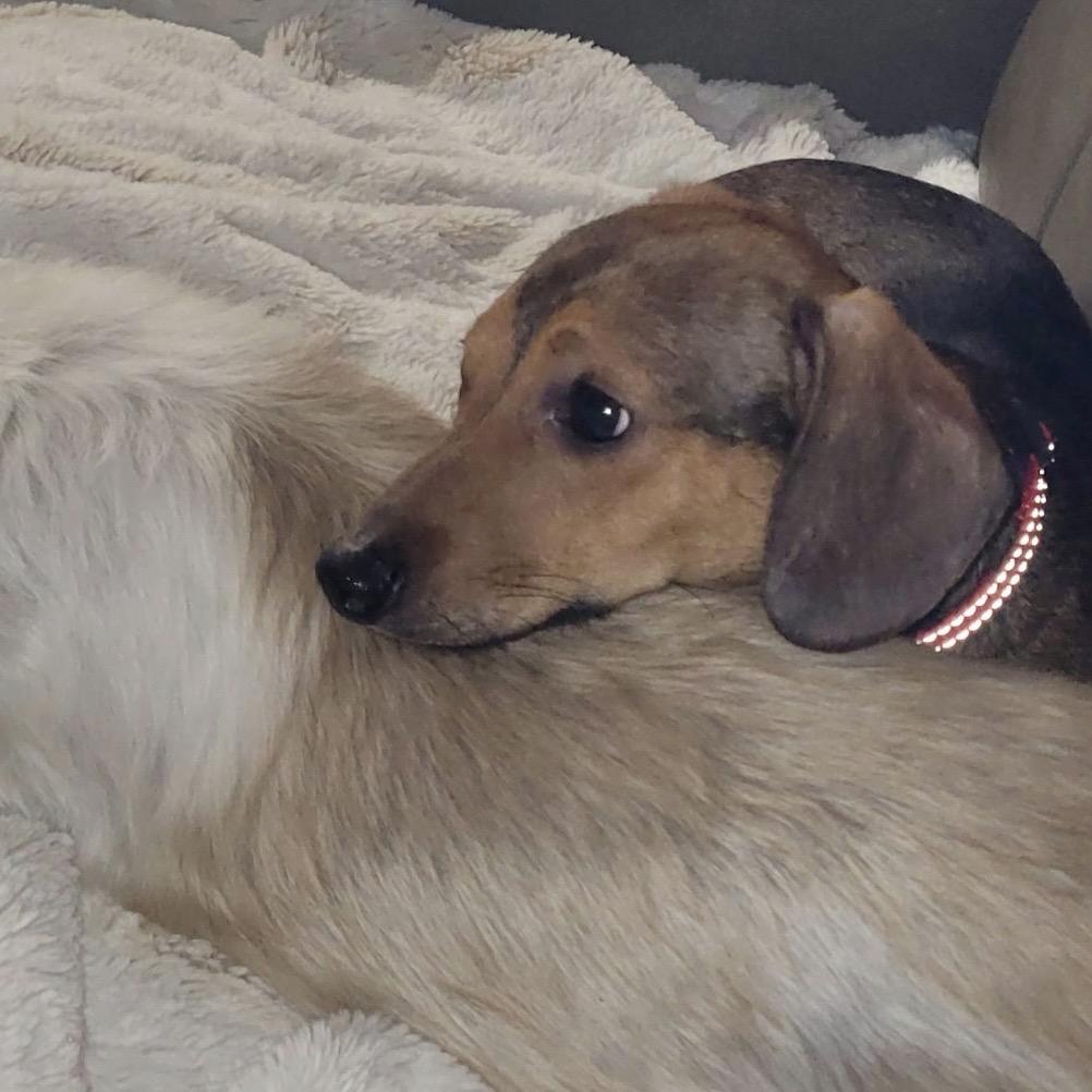 Enlarge Brooks, a Adoptable mixed breed in Overland Park, KS image 3/5