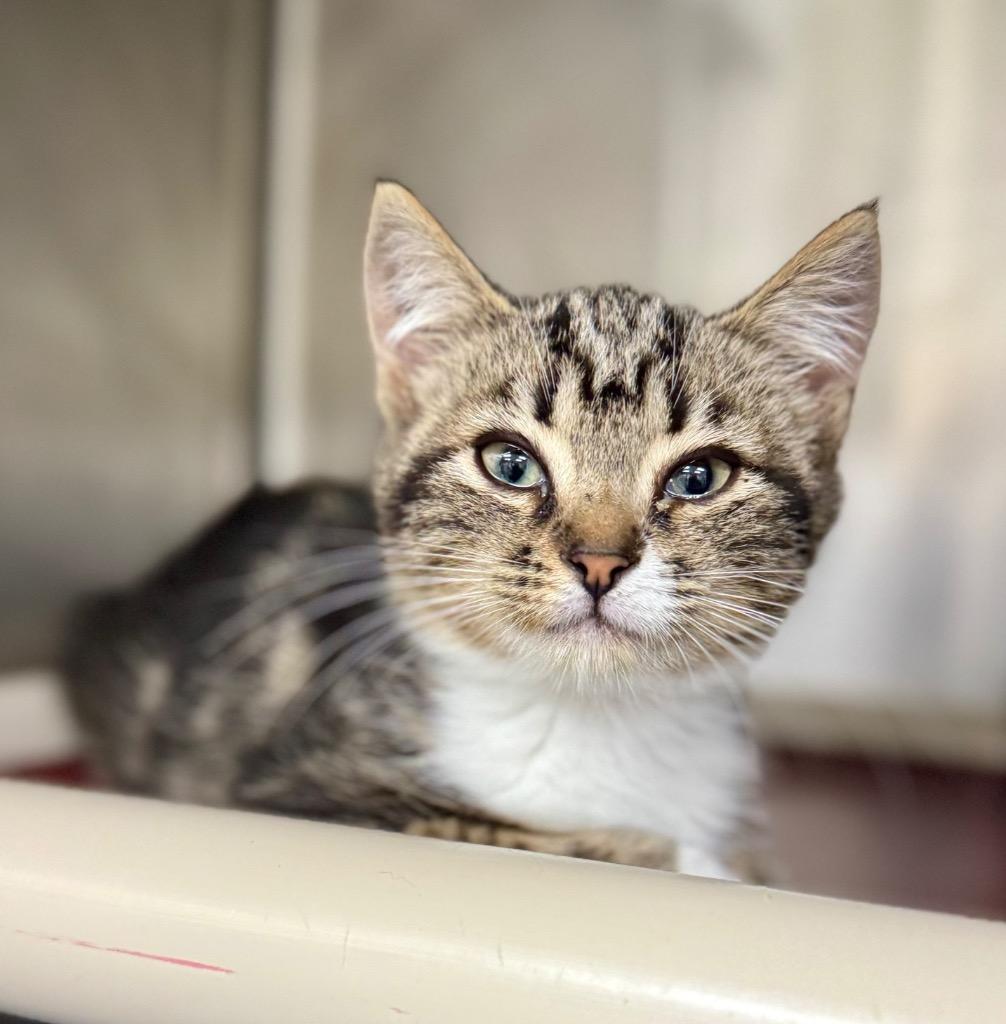 Peppermint Patty, Adoptable, Kitten Female Domestic Short Hair.