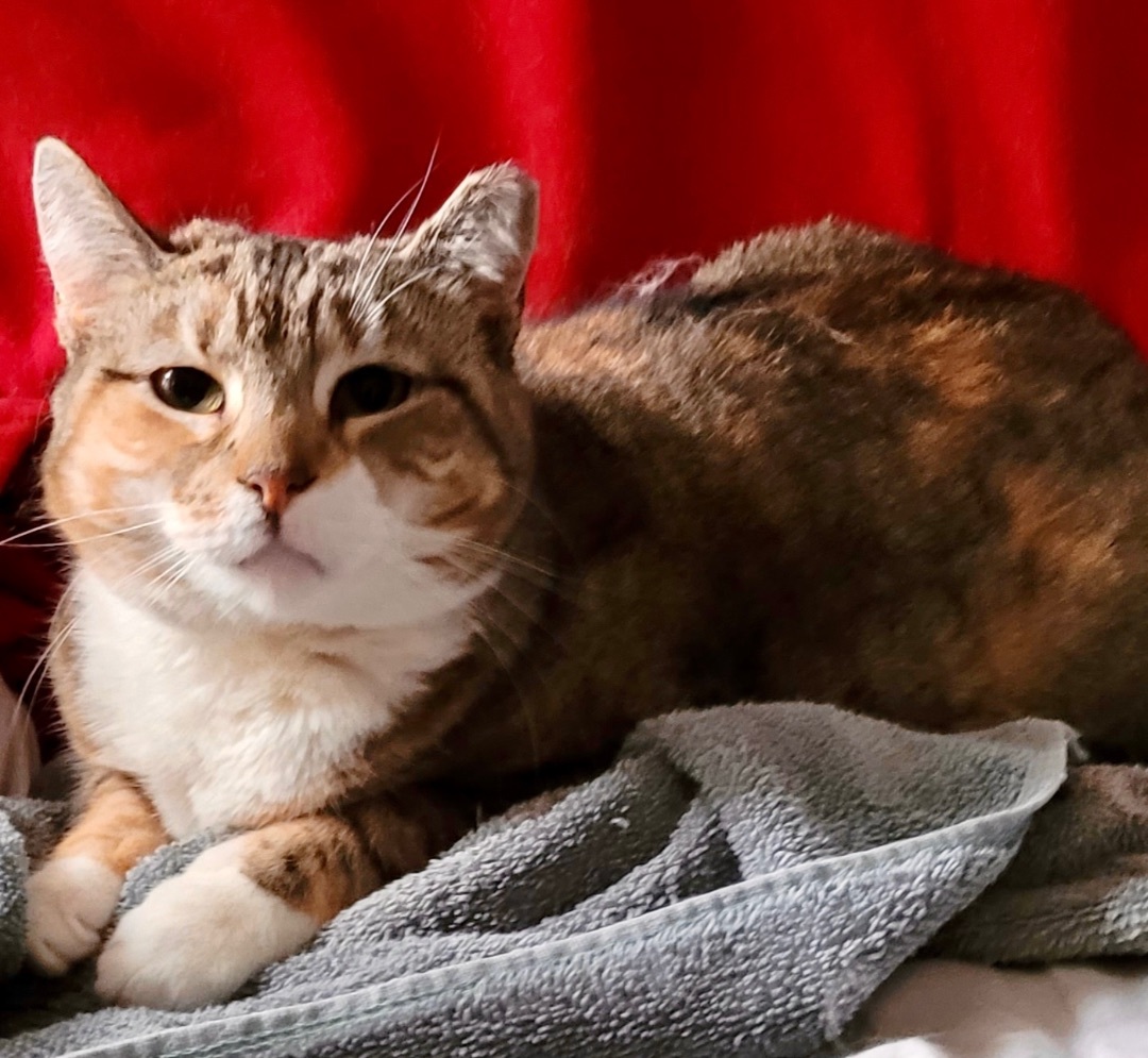 Tallulah, a Adoptable Domestic Short Hair in Cranford, NJ image 1/4