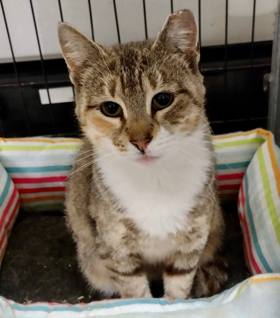 Tallulah, a Adoptable Domestic Short Hair in Cranford, NJ image 2/4