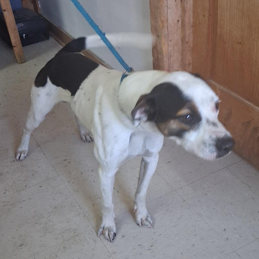Scratch, Adoptable, Adult Male Mixed Breed.