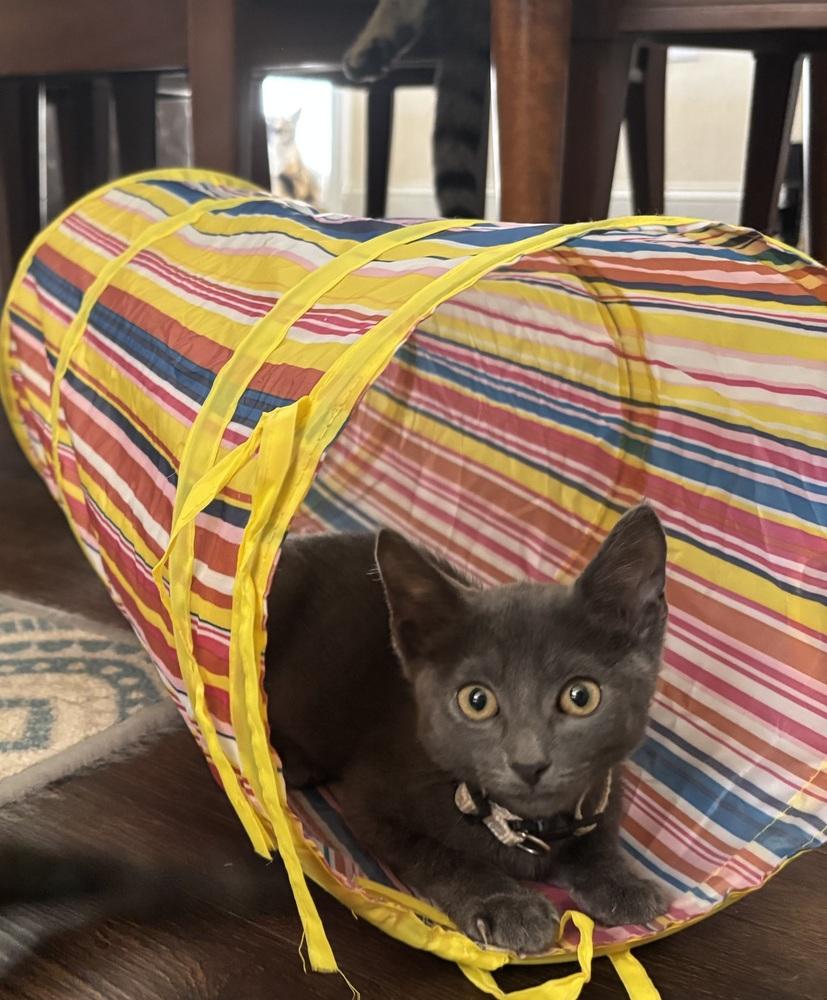 Slate, Adoptable, Young Male Domestic Short Hair.