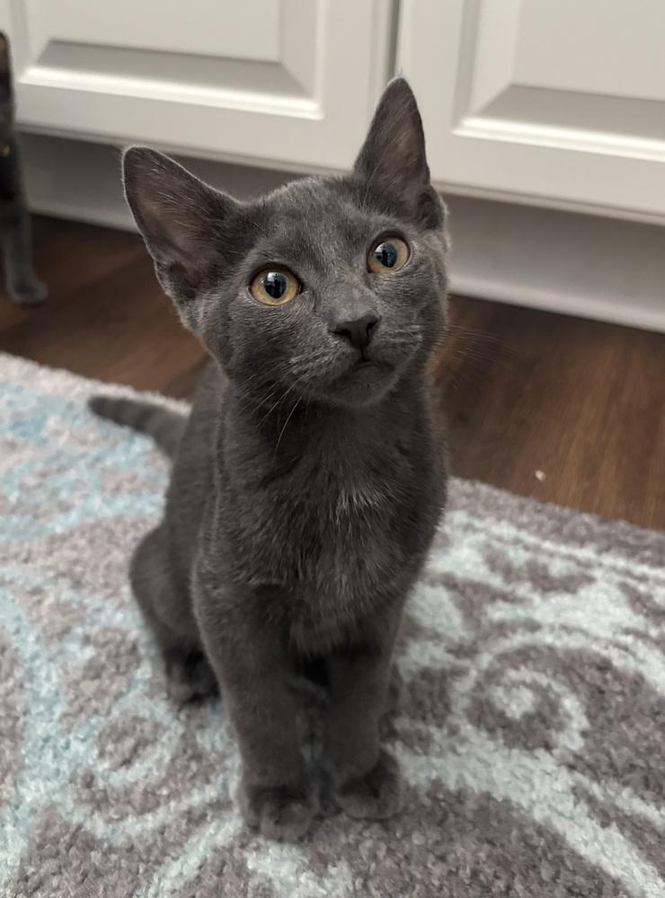 Enlarge Slate, a Adoptable mixed breed in Brandon, FL image 3/4