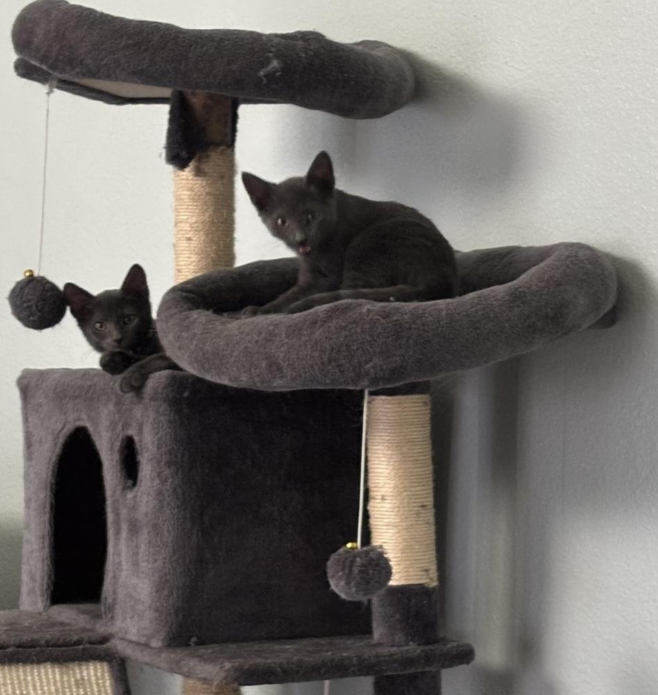 Enlarge Slate, a Adoptable mixed breed in Brandon, FL image 4/4