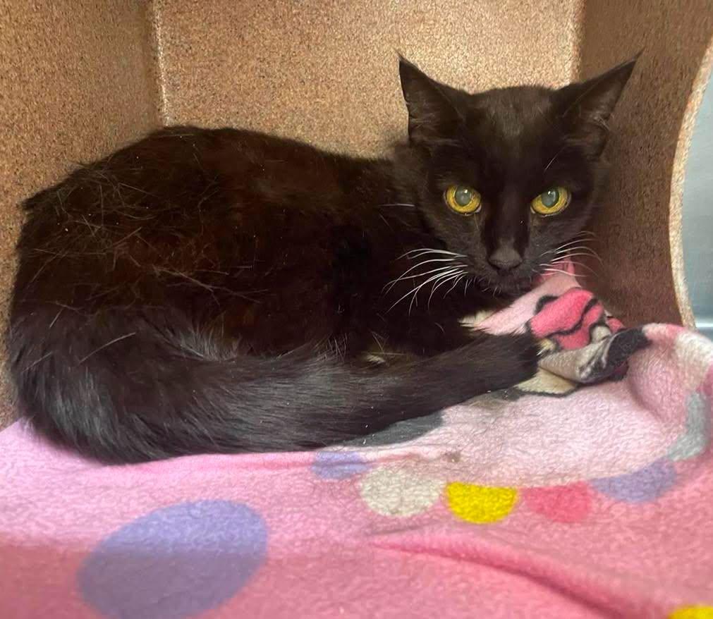 Enlarge Apache, an adopted Domestic Short Hair in Stillwater, OK image 1/1
