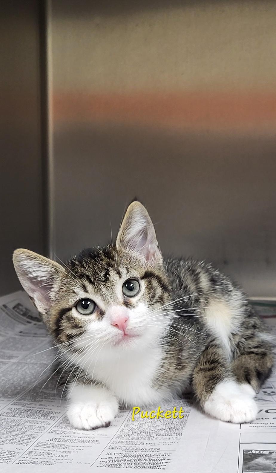 Puckett, ADOPTABLE, Kitten Male Domestic Short Hair.