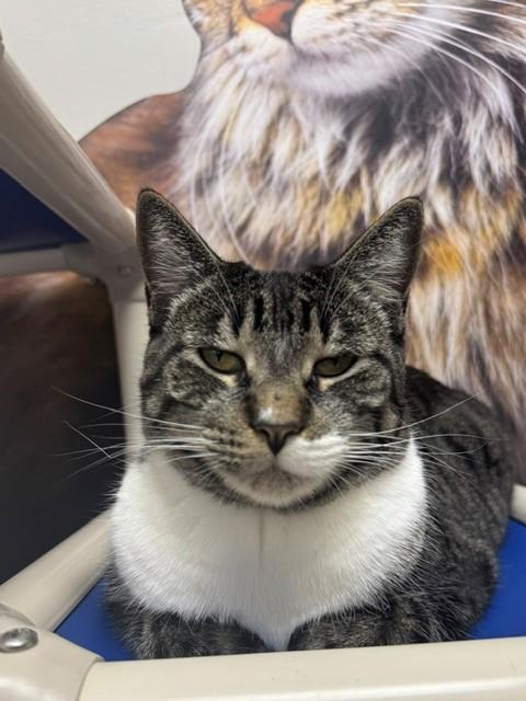Enlarge NALA, a Adoptable Domestic Short Hair in Naples, FL image 1/1