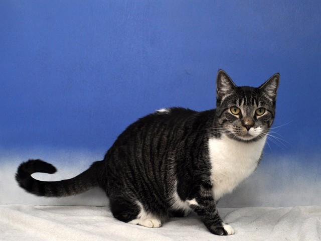 NALA, Adoptable, Adult Female Domestic Short Hair.