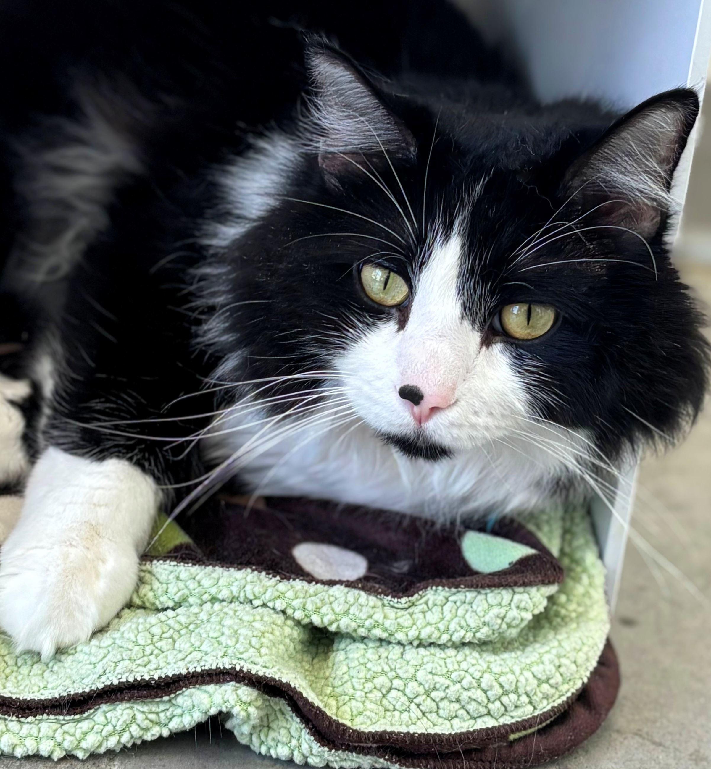 Enlarge Pluto (bonded with Nami), a ADOPTABLE Domestic Long Hair in Iowa City, IA image 2/2