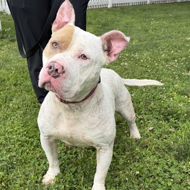 Enlarge Snow, a Adoptable mixed breed in Waterloo, IA image 3/6