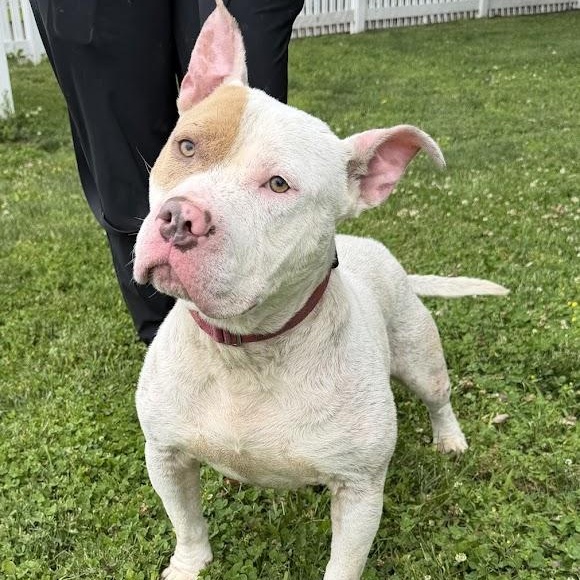 Enlarge Snow, a Adoptable mixed breed in Waterloo, IA image 2/6