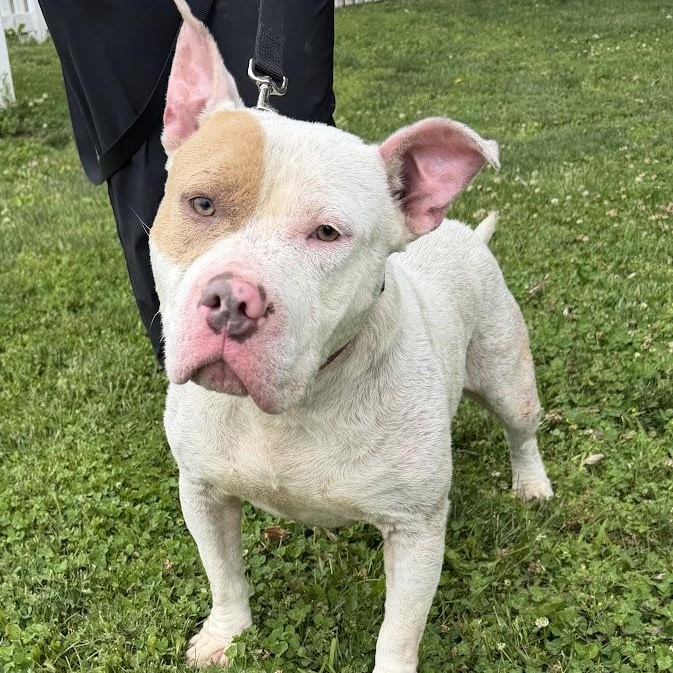 Enlarge Snow, a Adoptable mixed breed in Waterloo, IA image 4/6