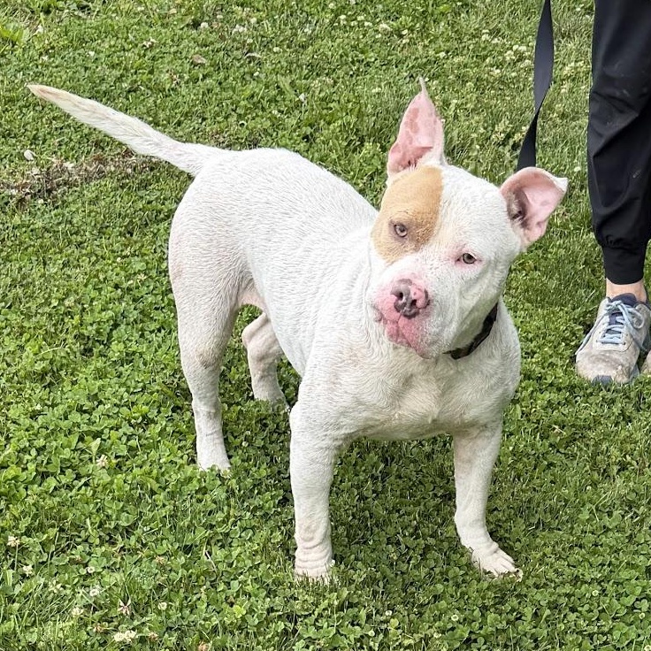 Enlarge Snow, a Adoptable mixed breed in Waterloo, IA image 6/6