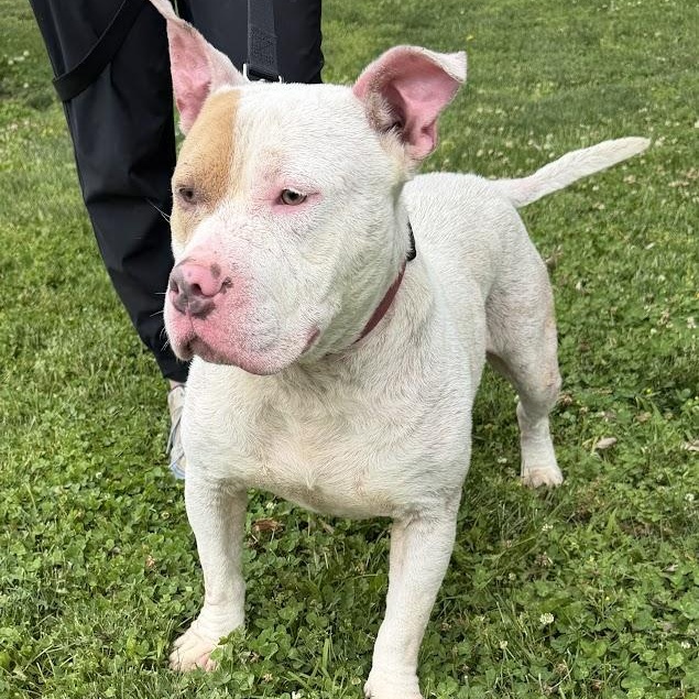 Enlarge Snow, a Adoptable mixed breed in Waterloo, IA image 5/6
