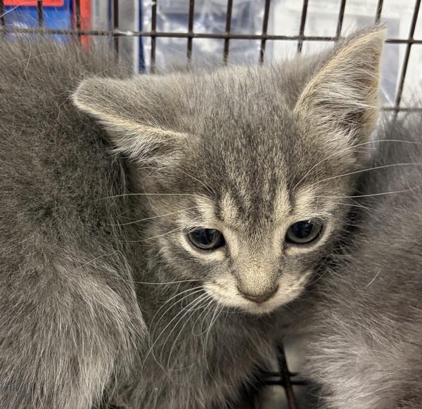 Juno, Adoptable, Kitten Female Domestic Short Hair.