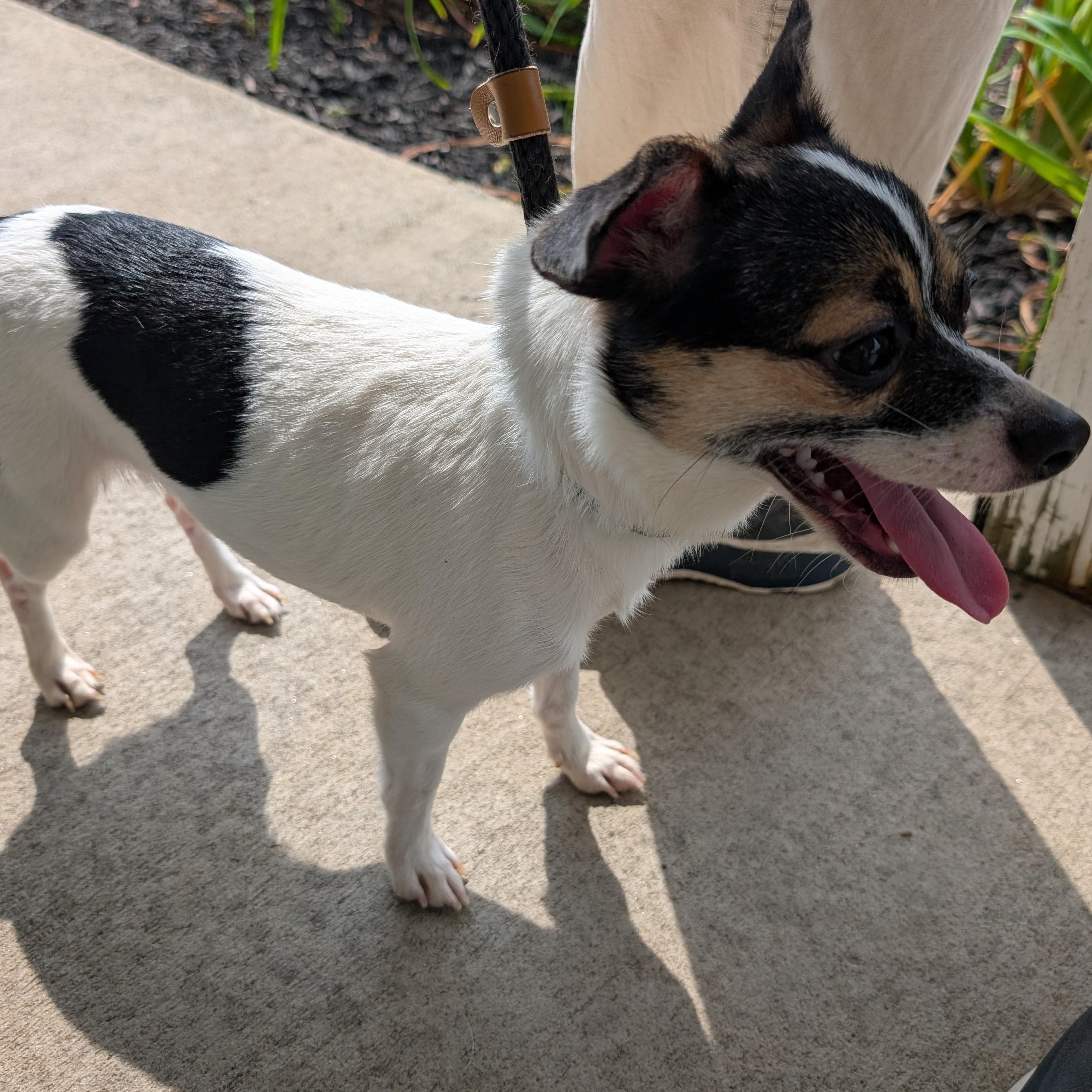 192083 LOOKING FOR OWNER, adopted, Adult Female Chihuahua.