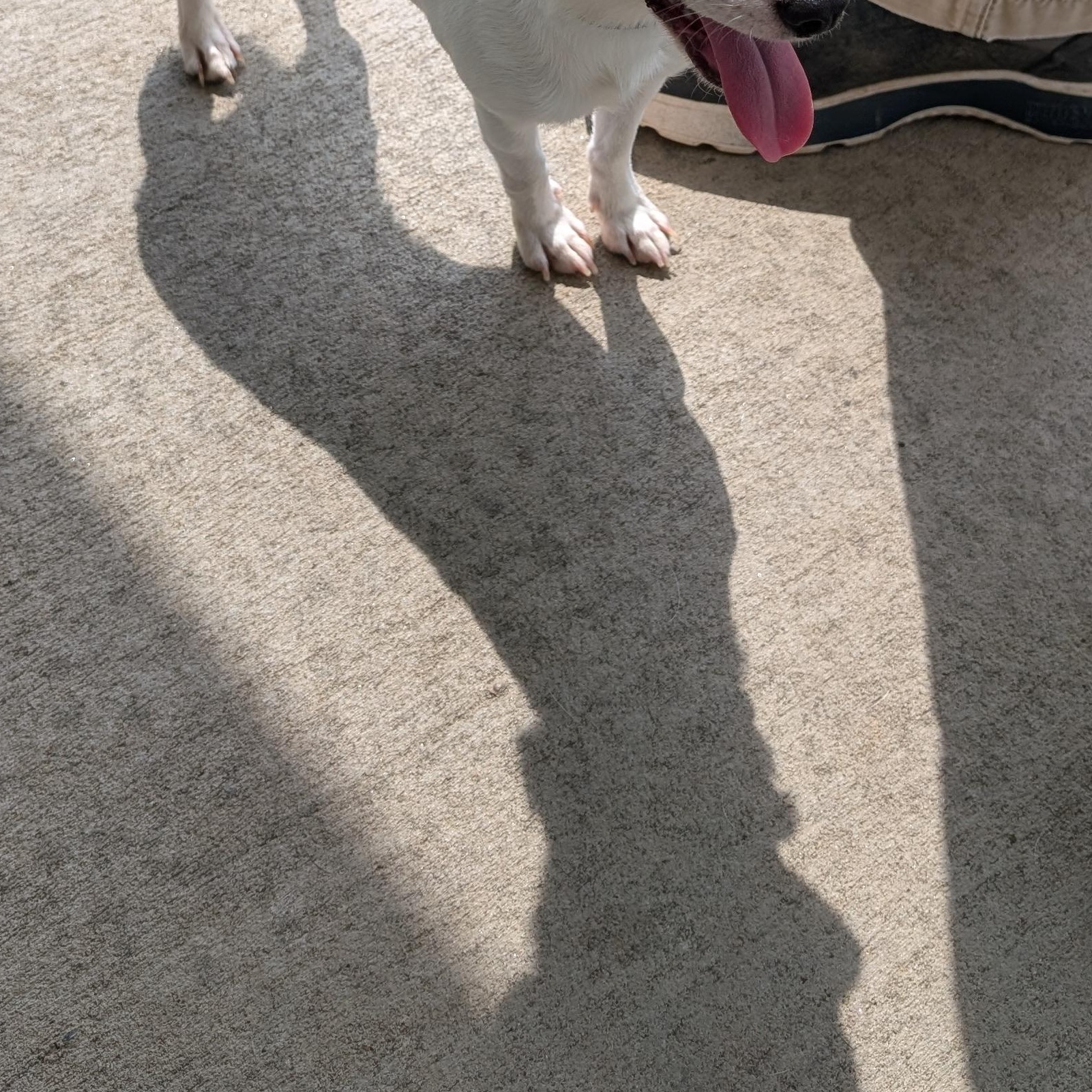 Enlarge 192083 LOOKING FOR OWNER, an adopted mixed breed in Ravenna, OH image 2/6