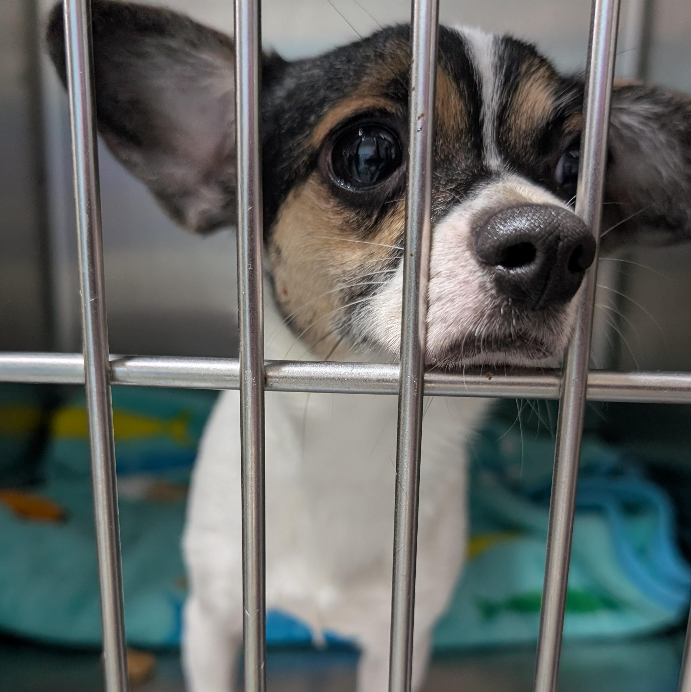 Enlarge 192083 LOOKING FOR OWNER, an adopted mixed breed in Ravenna, OH image 5/6