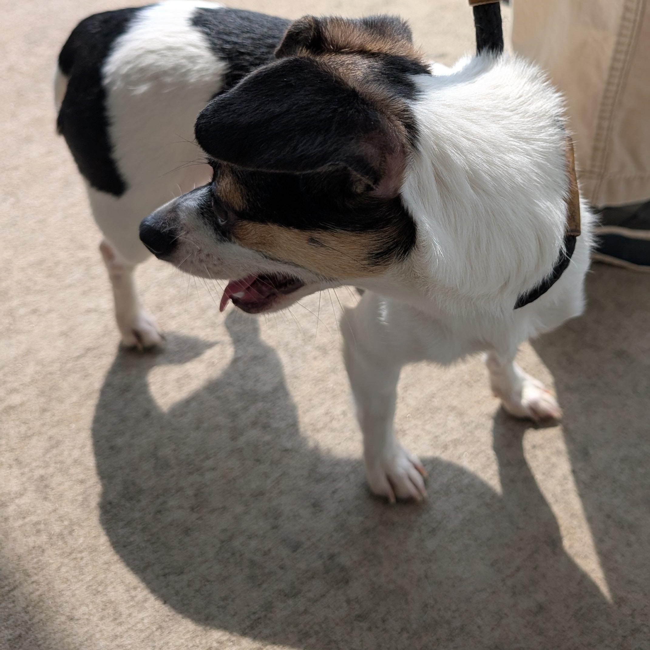 Enlarge 192083 LOOKING FOR OWNER, an adopted mixed breed in Ravenna, OH image 3/6
