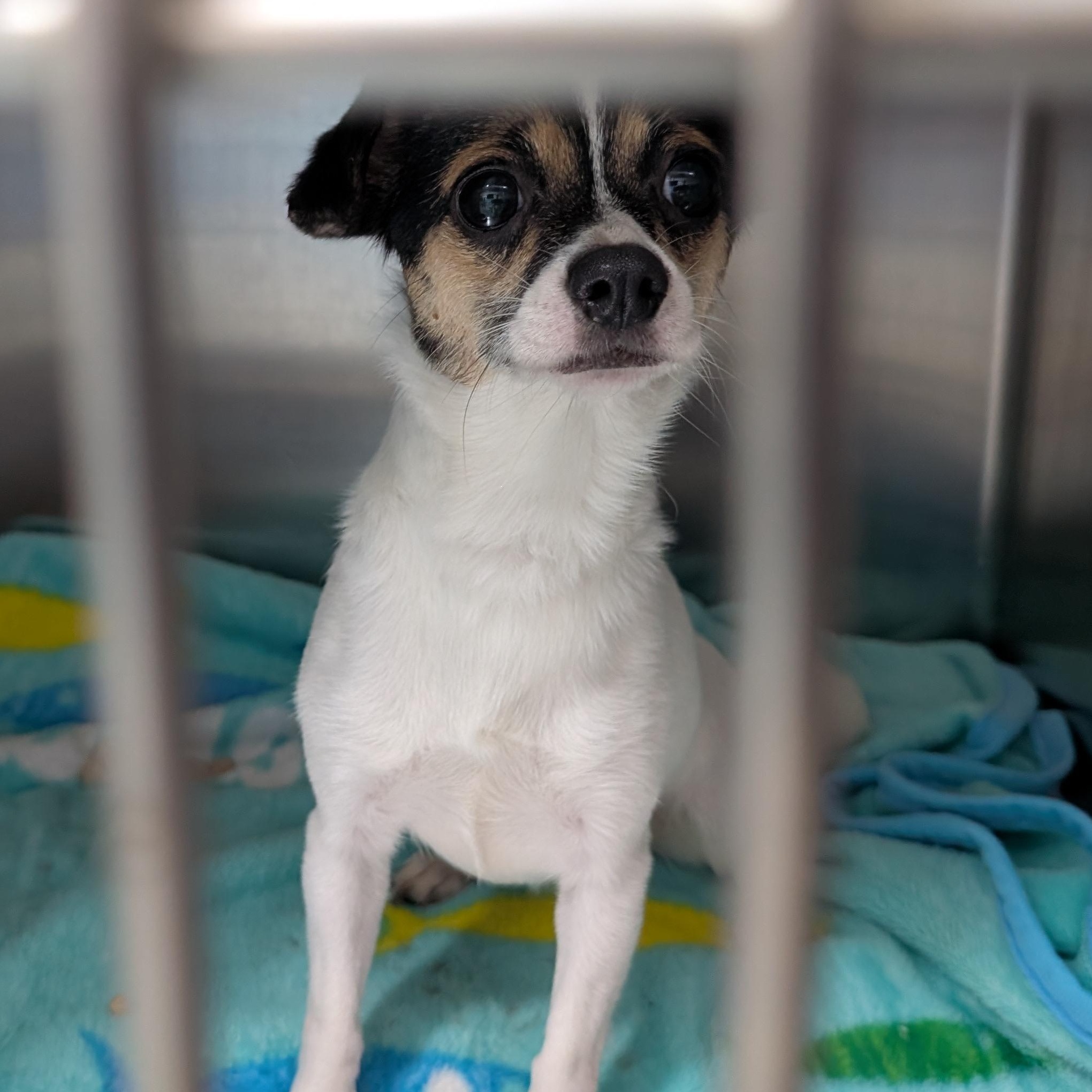 Enlarge 192083 LOOKING FOR OWNER, an adopted mixed breed in Ravenna, OH image 6/6