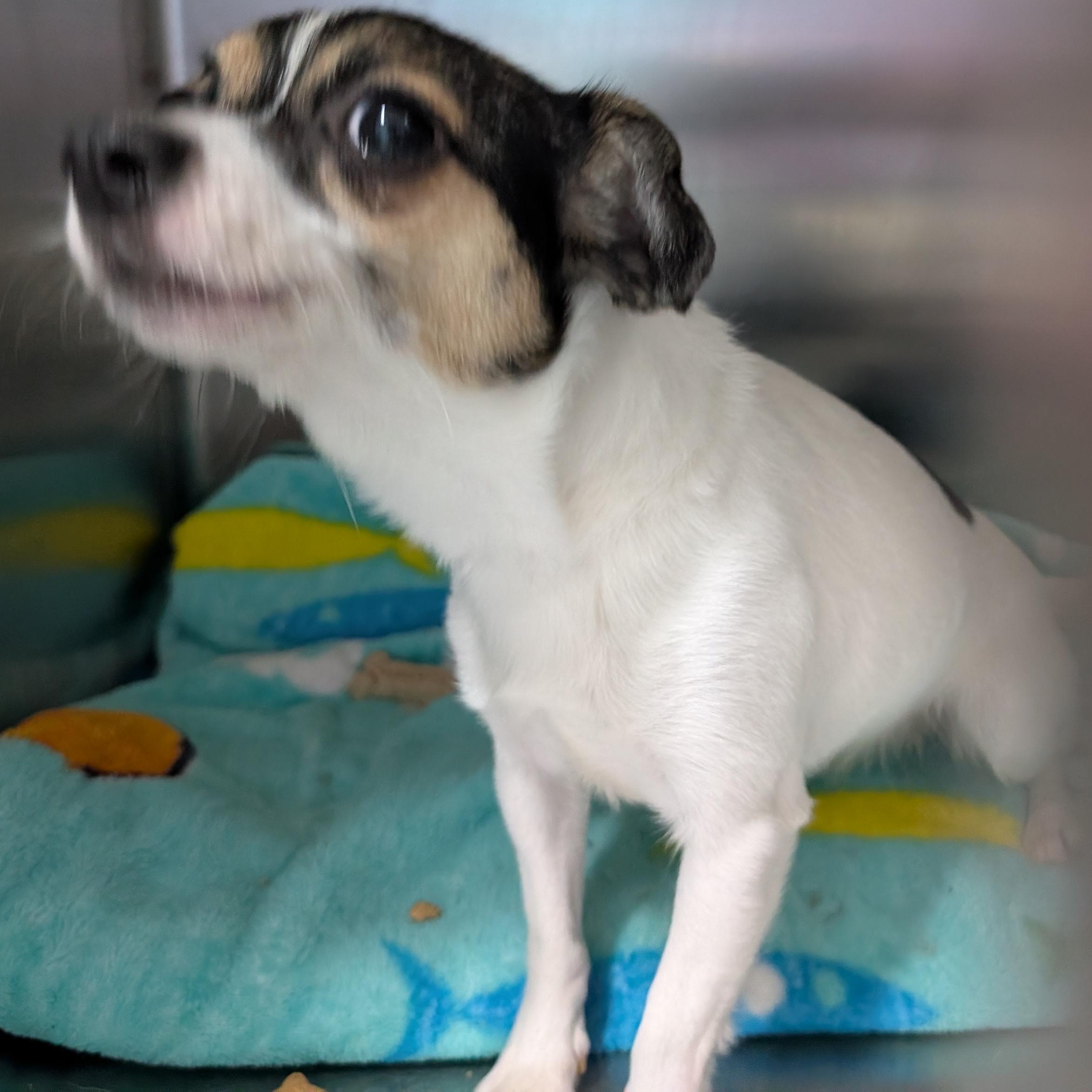 Enlarge 192083 LOOKING FOR OWNER, an adopted mixed breed in Ravenna, OH image 4/6