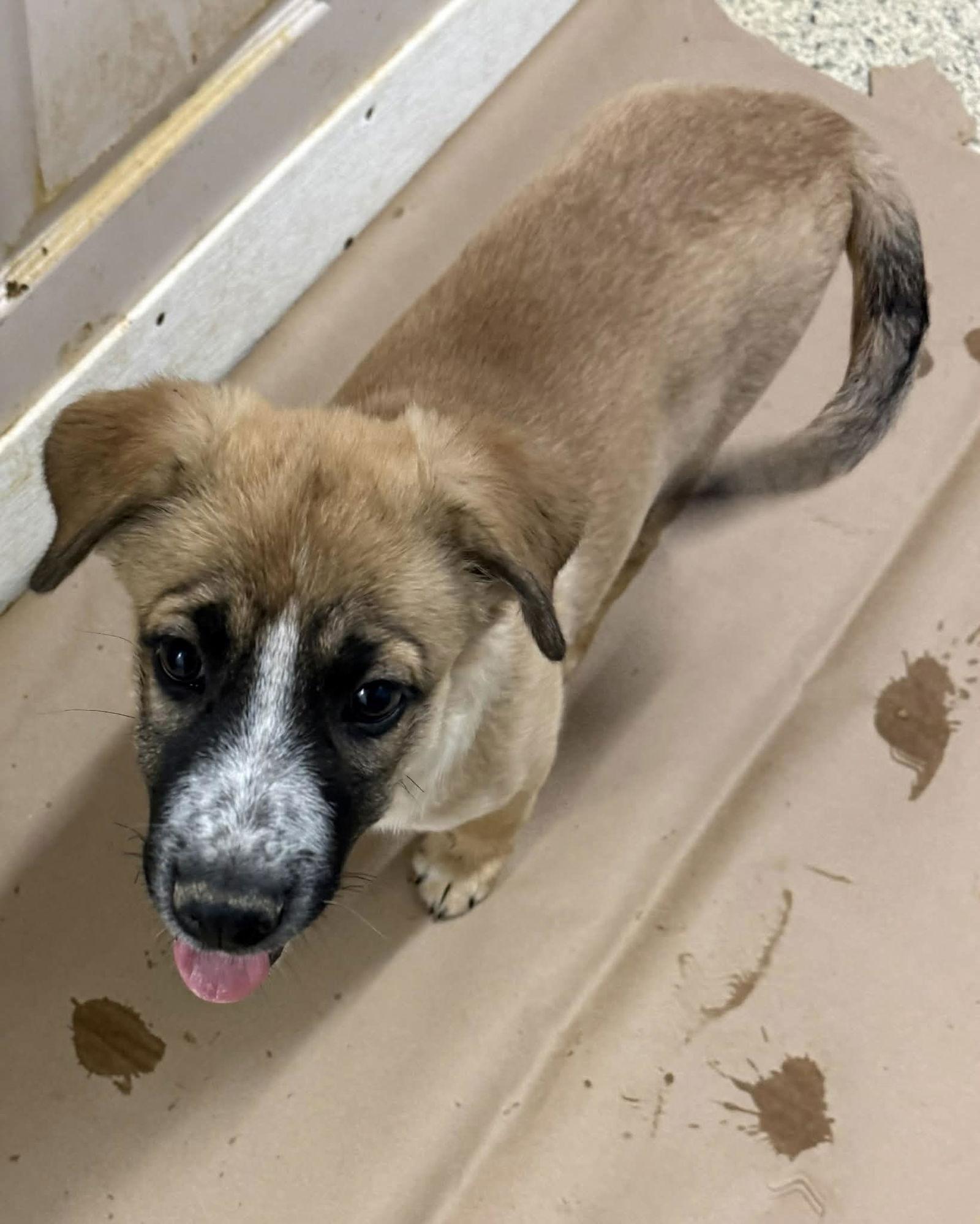 Lance, Adoptable, Puppy Male Shepherd & Labrador Retriever.