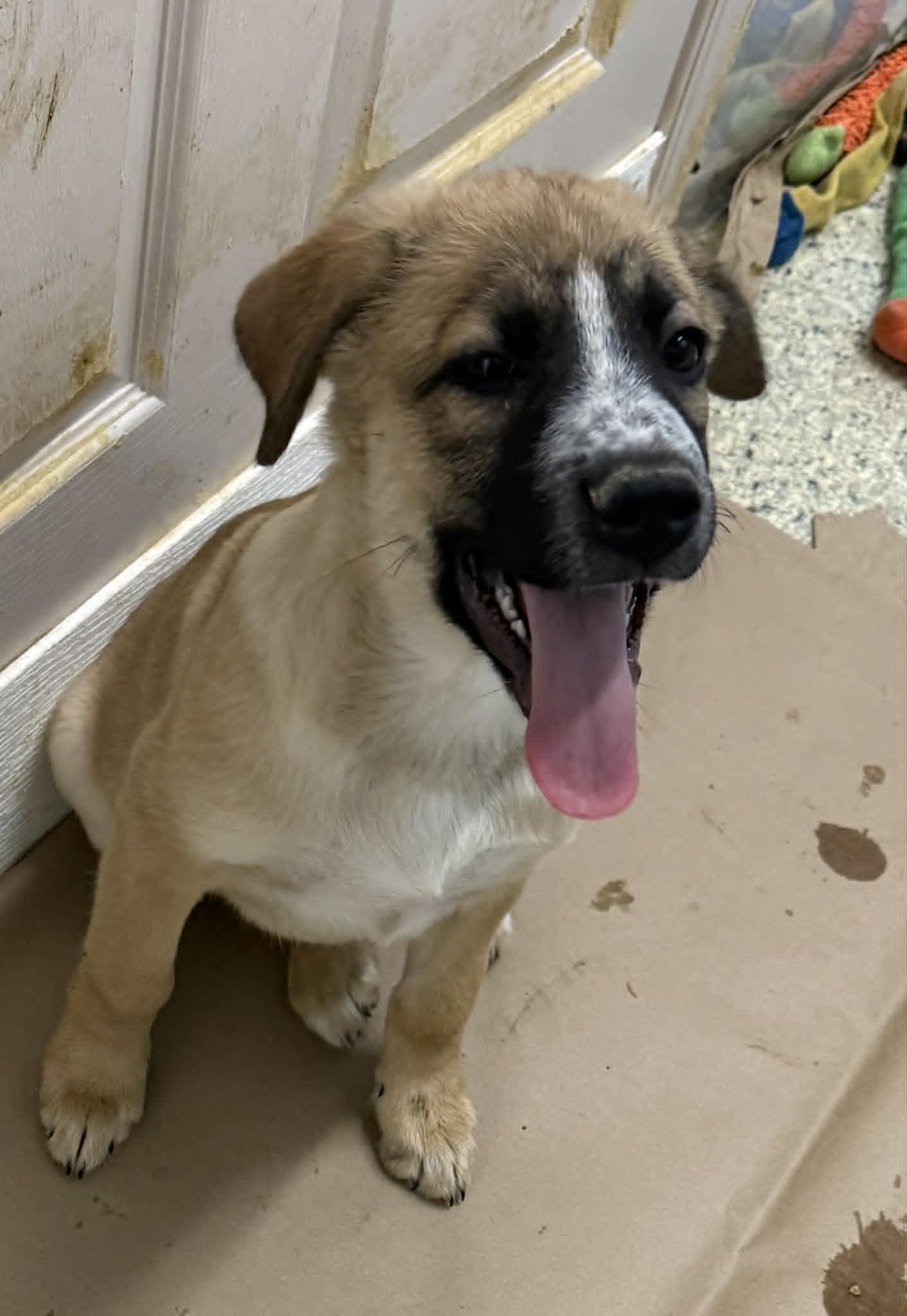 Lance, a Adoptable mixed breed in Mechanicsburg, PA image 2/2