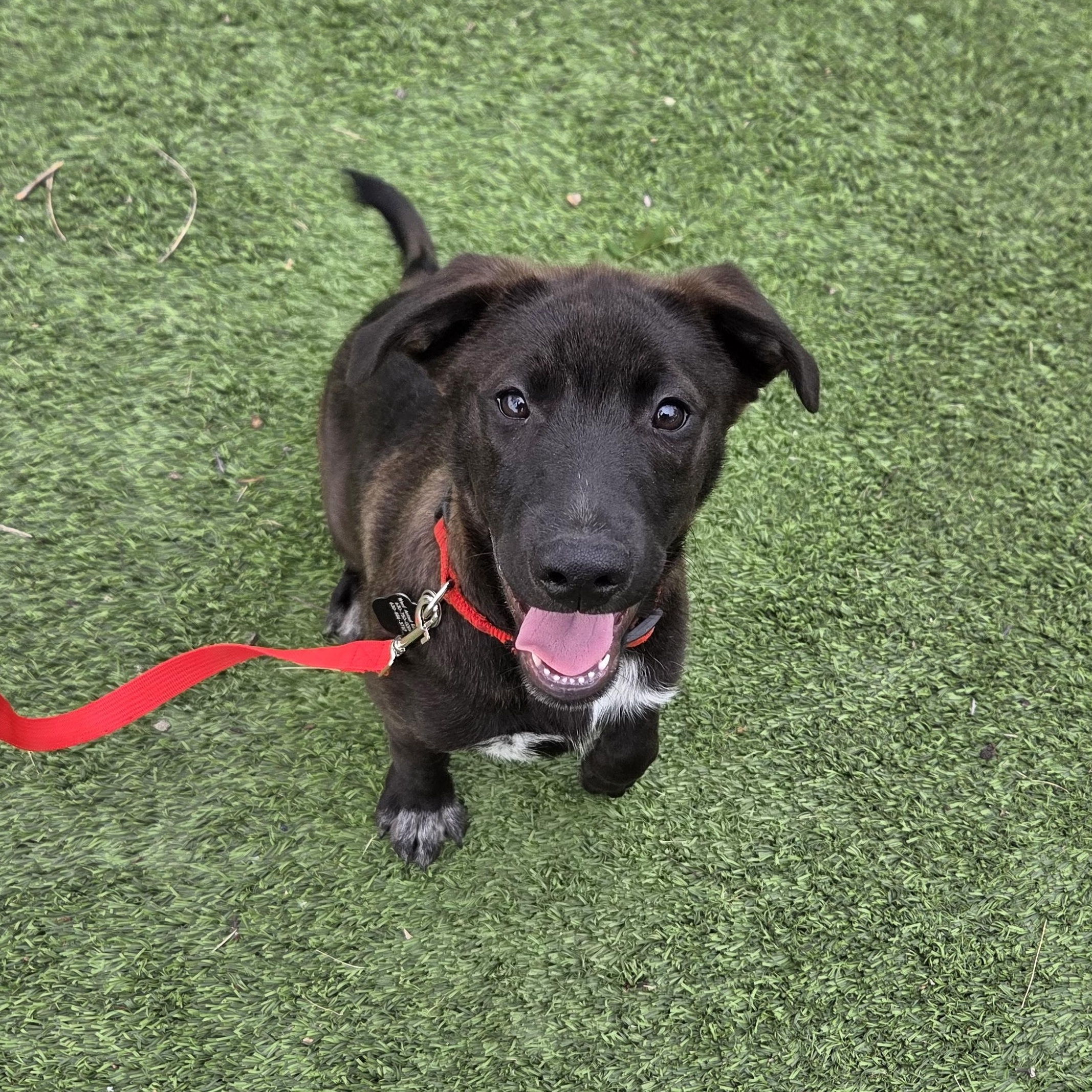 Mario, adoptable, Puppy Male Labrador Retriever.