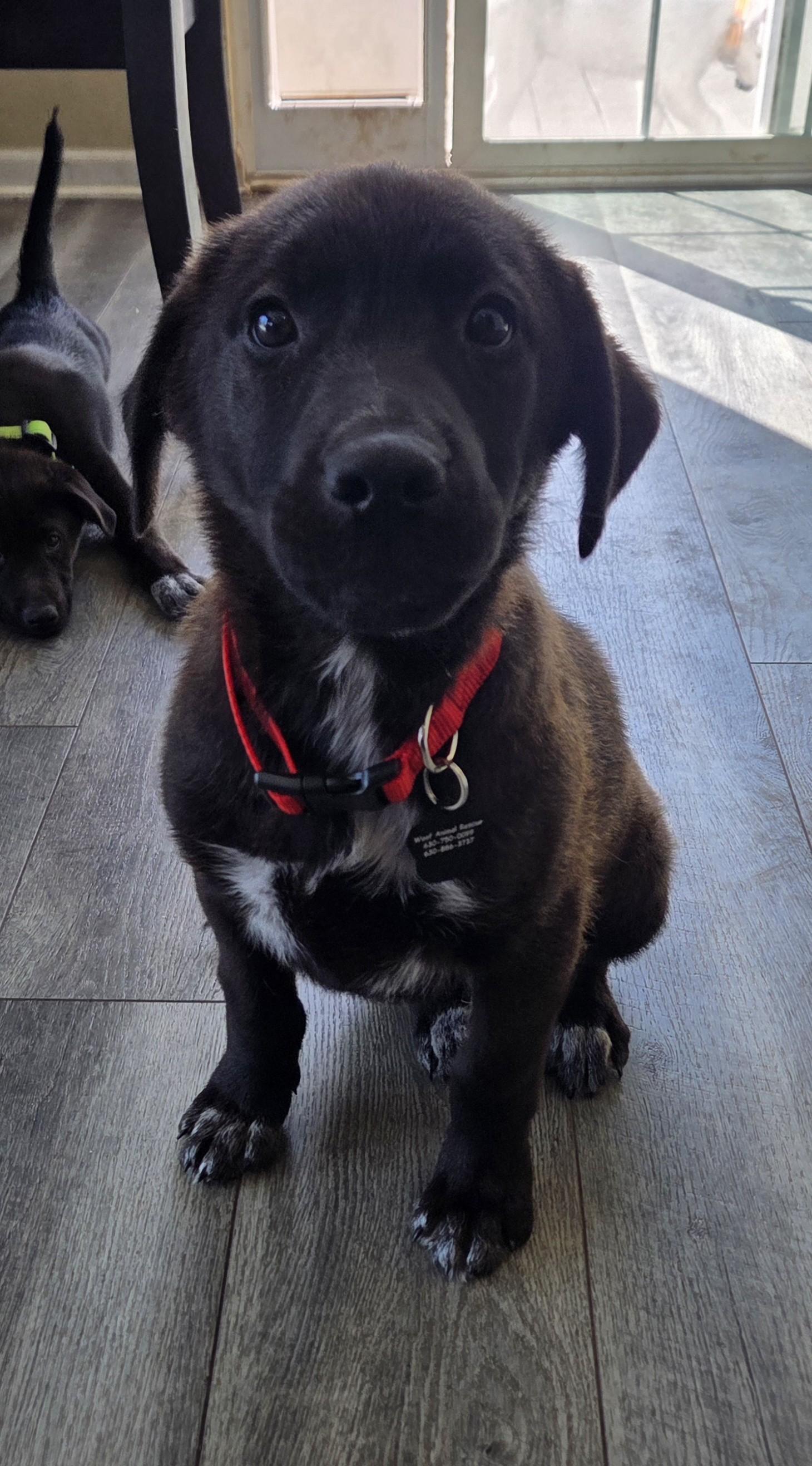 Enlarge Mario, an adoptable mixed breed in Lemont, IL image 4/6